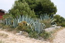 gal/cro 08/_thb_small-IMG_4635.JPG
